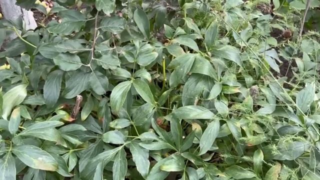 Не делайте это с пионами осенью, останетесь без цветения в следующем году смотреть онлайн