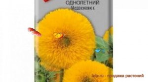 Подсолнечник однолетний Однолетний Медвежонок ? обзор: как сажать, семена подсолнечника