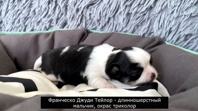 Наш новый помет чихуахуа "Ф", 2 мальчика, нам 14 дней смотреть онлайн