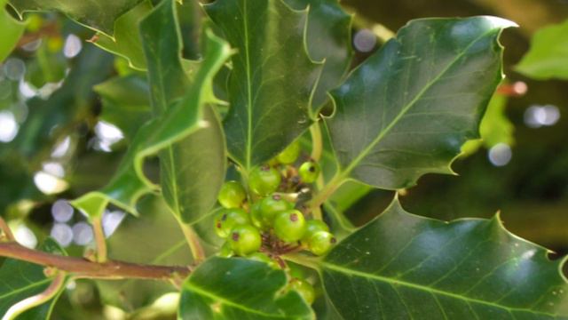 Bachblüte Holly - Stechpalme смотреть онлайн