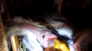 Роды козы .коза рожает.у козы дети#