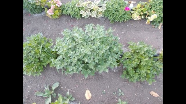 Цветы, саженцы, сеянцы ассортимент по месяцам на весь год. Что выращивать и продавать.