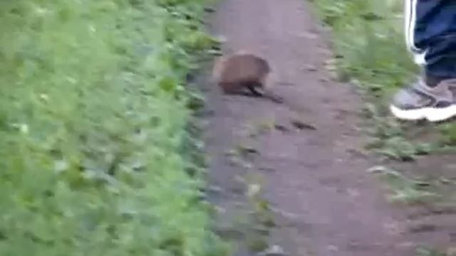 Ёжика прет!!!качать всем! супер! прикол! морево! смотреть онлайн