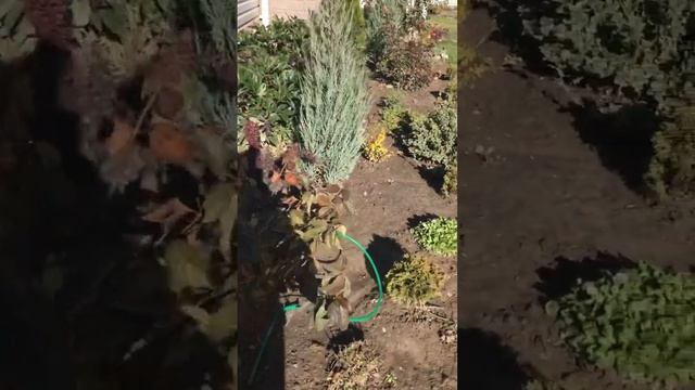 Чем обработать осенний сад ? У меня это Абига-пик . #обработкасада#уходзасадом #хвойные#туи#розы смотреть онлайн