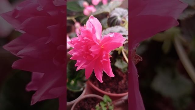 Зацвёл черенок бегонии беллеконии Роуз. 22.01.23 смотреть онлайн