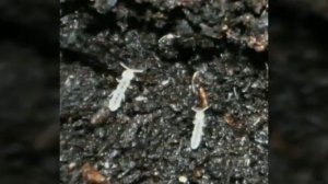 Маленькие белые букашки в цветочном горшке... Кто это и что делать?