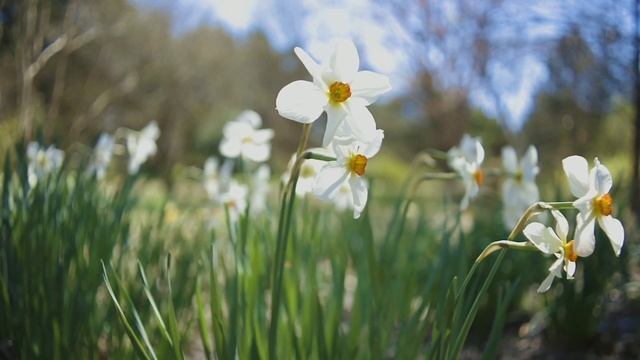 Relax.Звукотерапия.Пение соловья избавит человека от стресса, депрессии.Успокавающее. смотреть онлайн