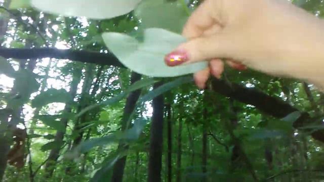 Moonglow magnolias смотреть онлайн