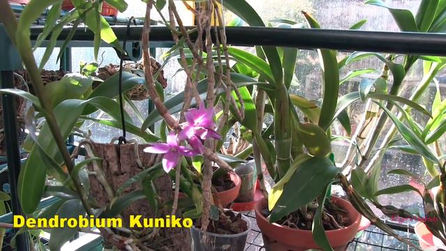 A New First Time Orchid Bloom смотреть онлайн