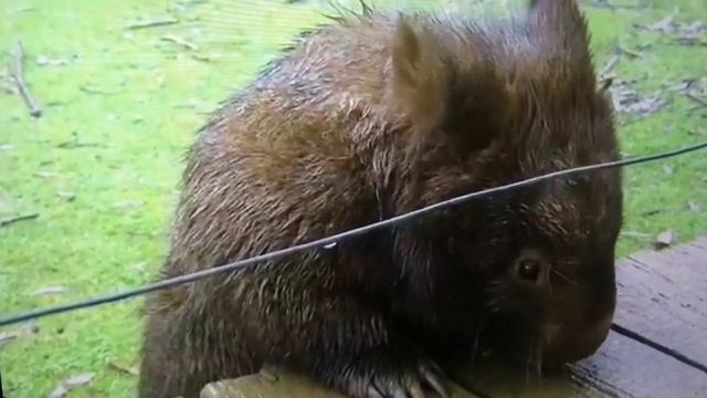 Вомбат ест , полный плач смотреть онлайн