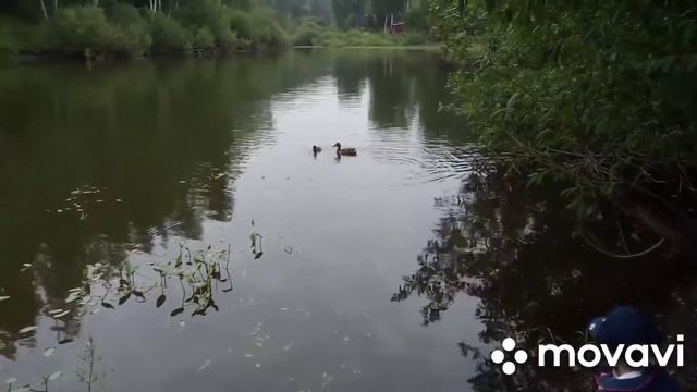 Дачный туризм, три озера и флотилия уток. Прогулка #2 смотреть онлайн