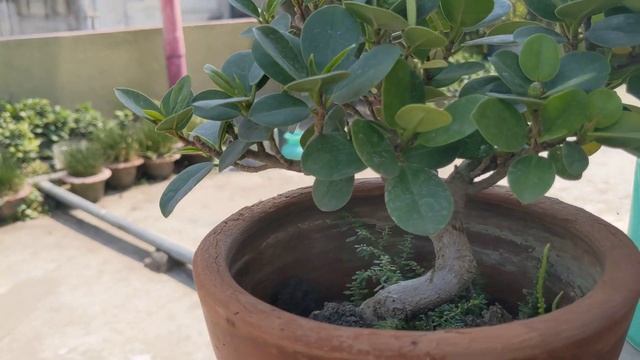 Miniature Bonsai | Ficus Microcarpa | Bangladesh
