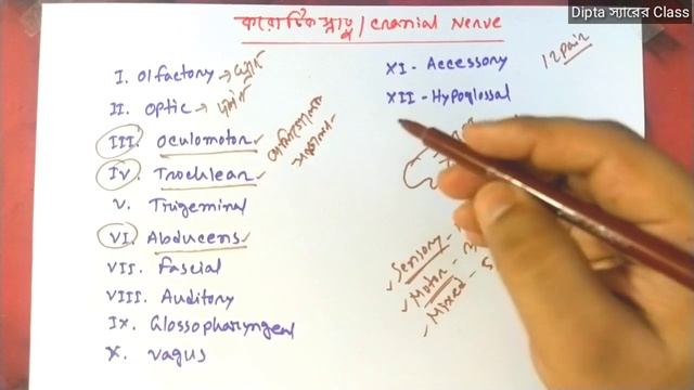 HSC Biology 2nd paper| Chapter 8 (সমন্বয় ও নিয়ন্ত্রণ) | Part-6 (Cranial Nerves)| Dipta স্যারের Clas смотреть онлайн