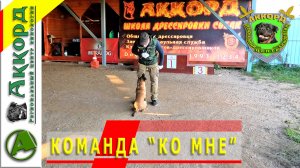 Дрессировка щенка. КОМАНДА "КО МНЕ"