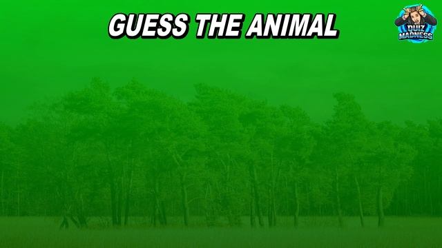 Guess The Animal By Shadow | Guess The Animal Quiz | 30 Animals