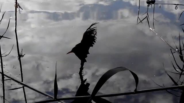 Удачная охота смотреть онлайн
