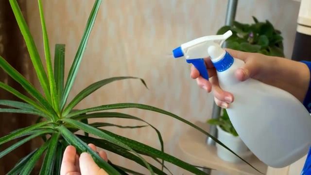 Комнатные растения -  улучшаем внешний вид.