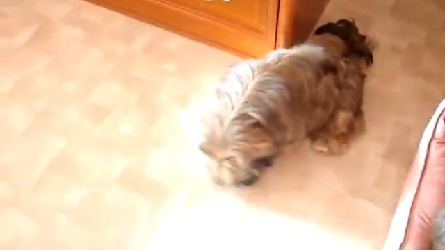 щенки лхаса апсо смотреть онлайн