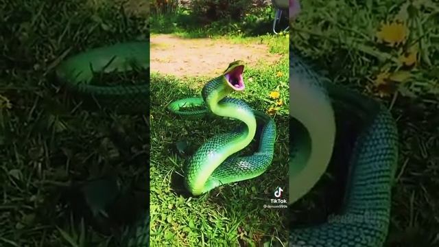 Змея лошадка кролик лев смотреть онлайн