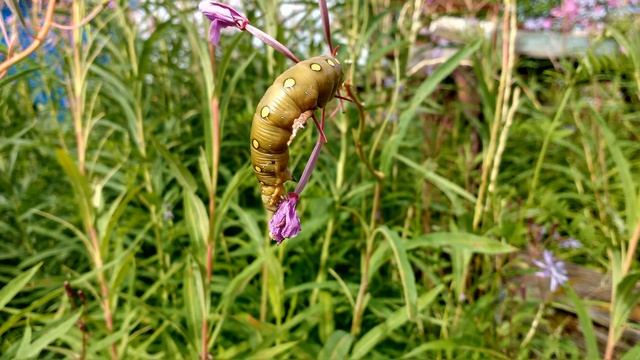 Эвенкия . Наши Эвенкийские бабочки  ))))