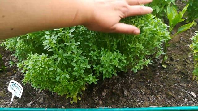 Базилик 2021. Сорта: Русский гигант фиолетовый, зелёный, Застольный, Карлик, Лимончик смотреть онлайн