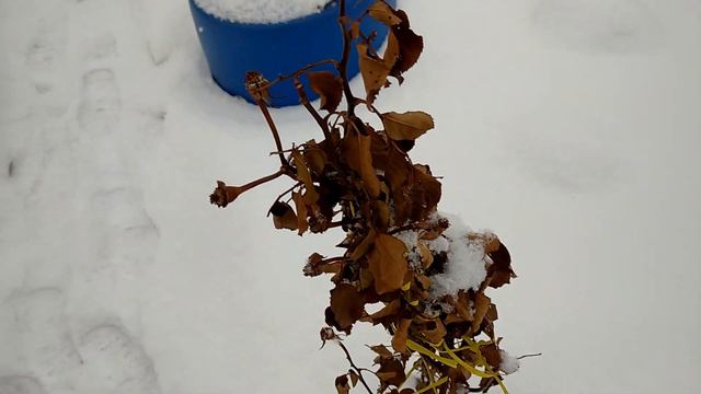 Розы ! Зимний сад ! Заказываем 87772937056 ватсап ! смотреть онлайн