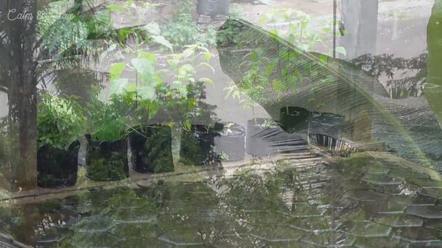 Cozy Rain Sound for Better Study and Sleep, Relax Your Mind with Nature Ambience. смотреть онлайн