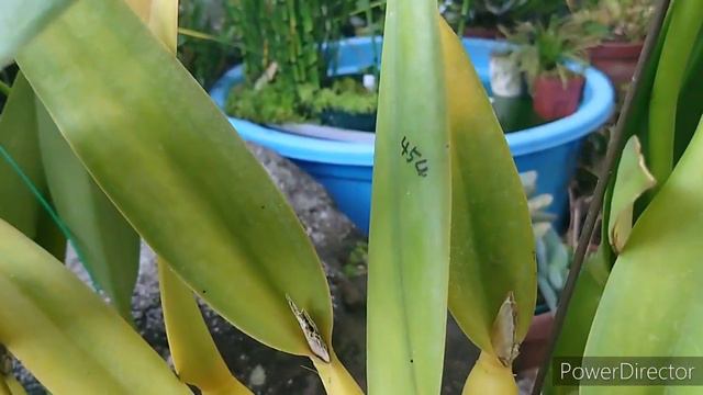 Laelia purpurata striata смотреть онлайн