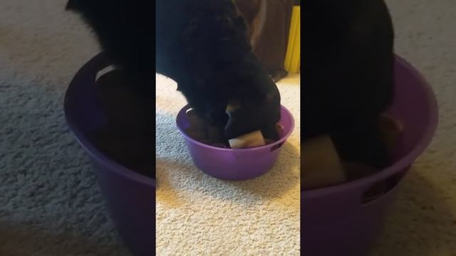 Gibson Enrichment Games: Snuffle Bucket смотреть онлайн
