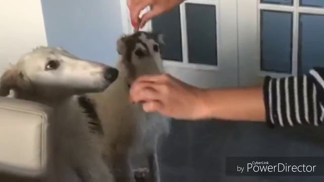 Танец русских борзых смотреть онлайн