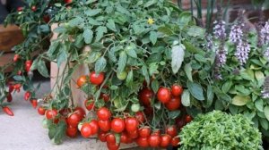 Как ухаживать за помидорами черри на подоконнике