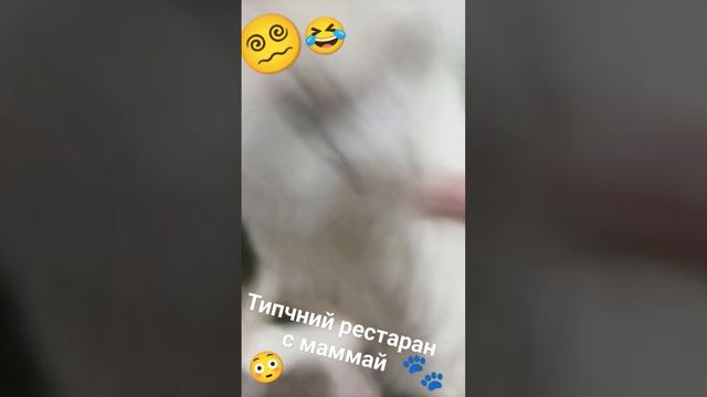 Мурчик и Марсика???? #топчик #котики #зима смотреть онлайн