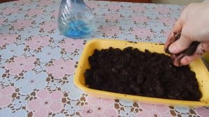 гардения жасминовидная посадка семян .