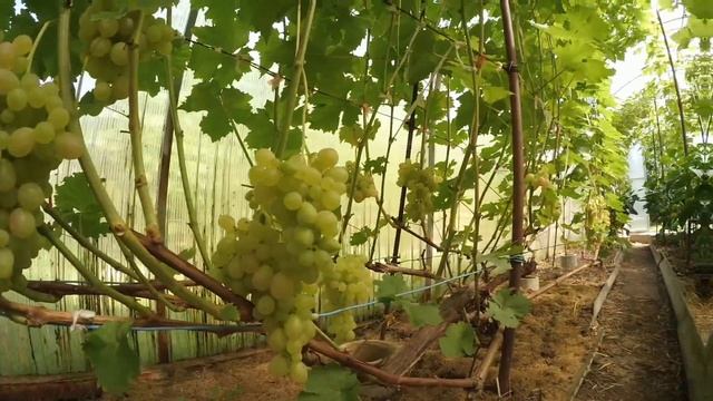 Обзор виноградника Вадима Точилина в августе 2017 часть 1 смотреть онлайн