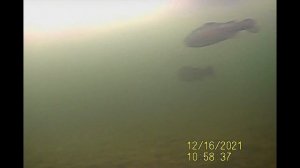 Ловля Форели со льда/Съемки подводной камерой/Рыбалка в Юрлово