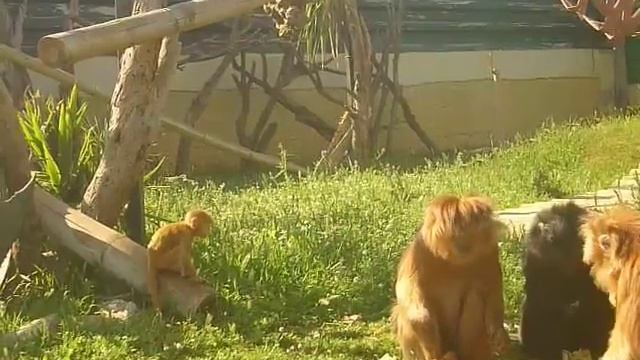 java langur baby смотреть онлайн
