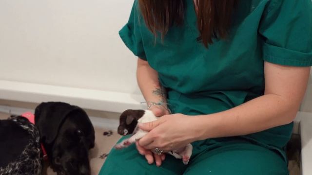 Caring For A New Litter Of Puppies - Daily Weights And Bottle Feeding смотреть онлайн