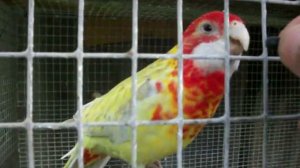 Розелла заговорила.