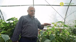 ПЕРЕЦ ДЛЯ ГУРМАНОВ: СЛАДКИЙ СОРТ ГУЛЛИВЕР от Агрофирмы Аэлита