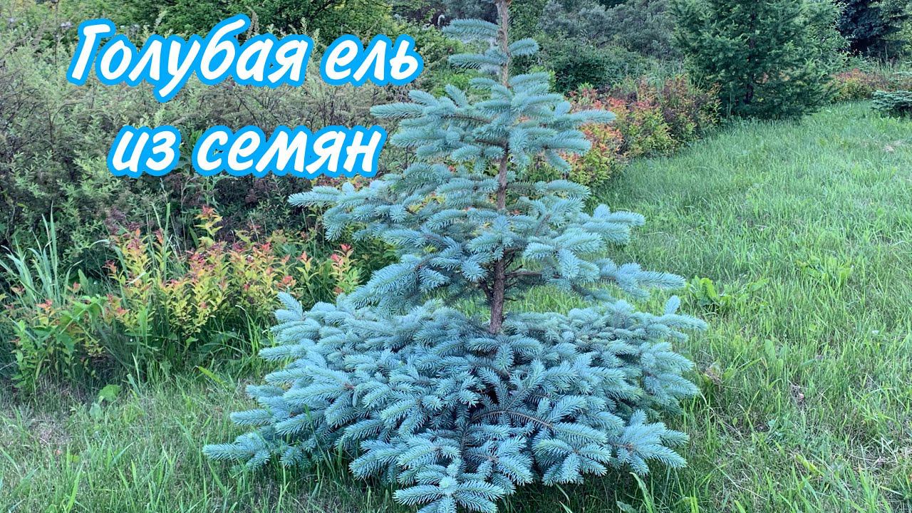 Ель голубая из семян. смотреть онлайн