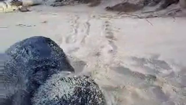 чуча смотреть онлайн