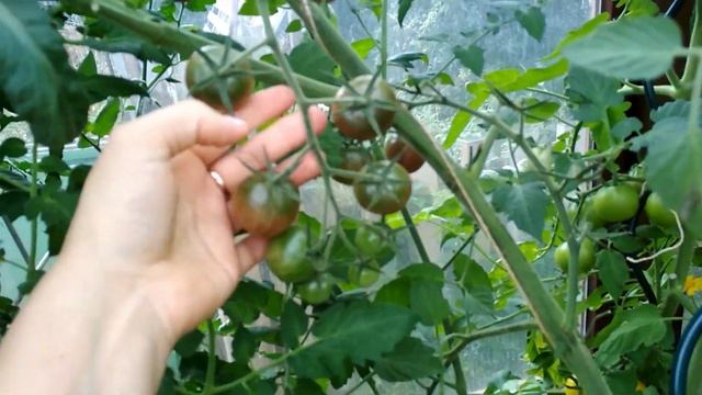 Ссылка на дачу смотреть онлайн