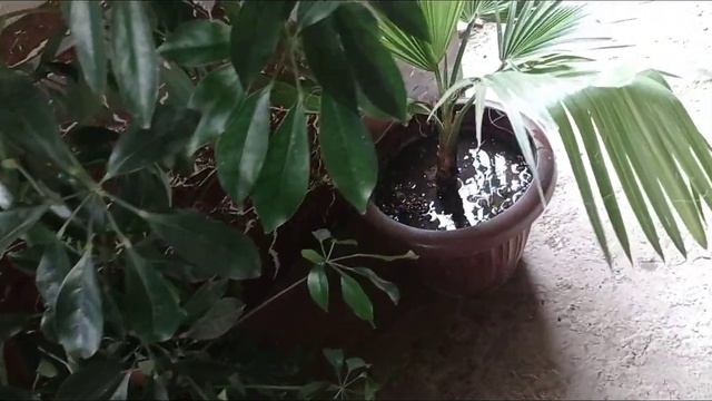 Хона гуллари парвариши?? смотреть онлайн