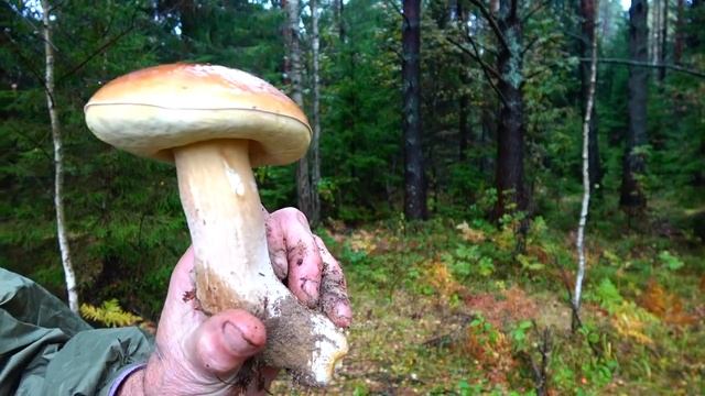 БЕЛЫЕ ГРИБЫ И УЖАСЫ ЛЕСА, БЕЛЫЕ ВЫВОЗИЛИ НА МАШИНЕ КОРЗИНАМИ, ПОДМОСКОВЬЕ 2021г. смотреть онлайн