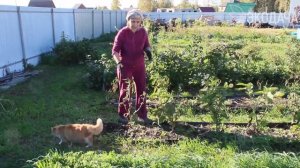 Почему в сентябре не сажаем сидераты.