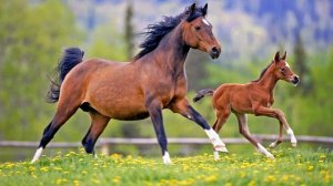 Uy hayvonlari.  Bolalarni maktabga tayyorlash. Уй хайвонлари. ZiyrakBola