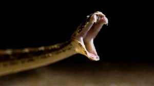 Гюрза самая опасная змея Турции