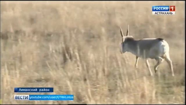 В Лиманском районе выпустили в естественную среду обитания четырех сайгаков смотреть онлайн