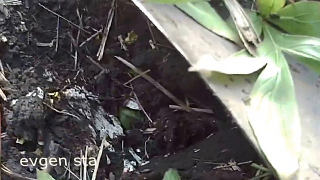 Выкорчёвываем куст пиона смотреть онлайн