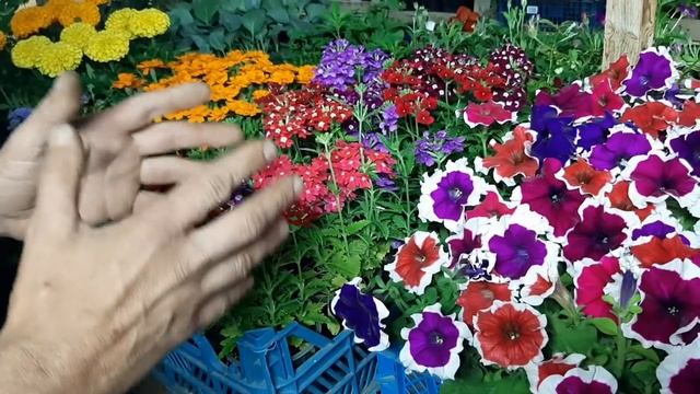 ПЕТУНИЯ ИЗ СЕМЯН низкорослая волшебная питуния в этом видео обзоре❤❤❤ смотреть онлайн